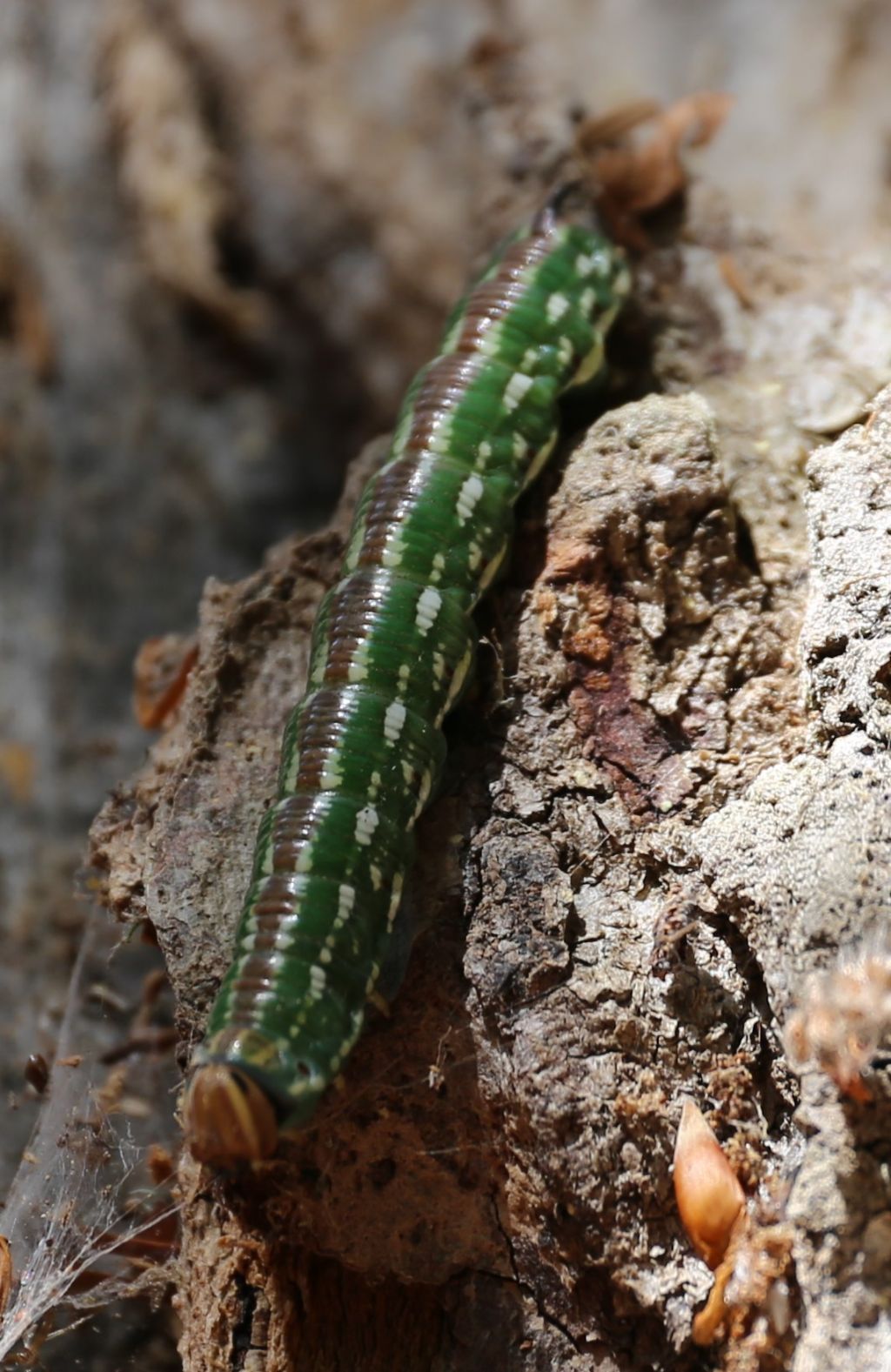 Bruco ... di Sphinx pinastri  - Sphingidae